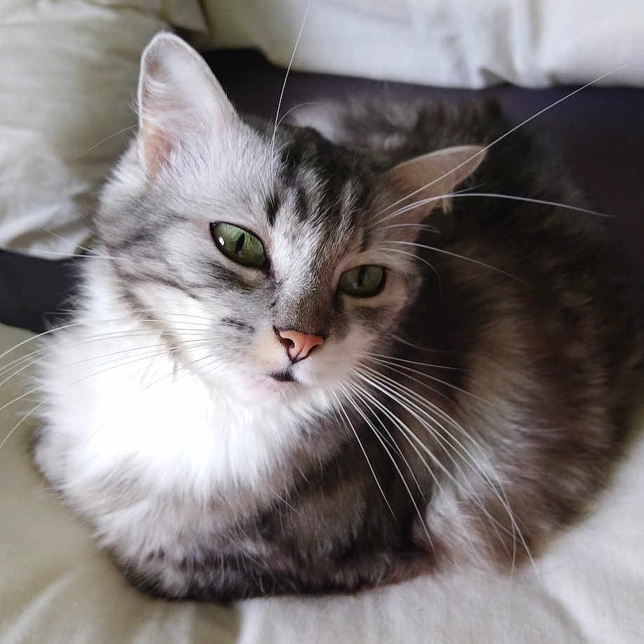 Riri participe au concours pour gagner de l'argent avec cette photo : abyssinian, angora, animal, bed, bedroom, blanket, cat, couch, cushion, furniture, homedecor, indoors, kitten, linen, manx, person, pet, room, siamese, sleeping