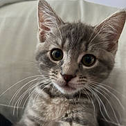 Mimi is registered to the contest to win money with this photo: animal, cat, close_up, cute, domestic_cat, ears, eyes, face, feline, fur, gray_tabby, indoor, kitten, nose, pet, portrait, sitting, soft, whiskers, young