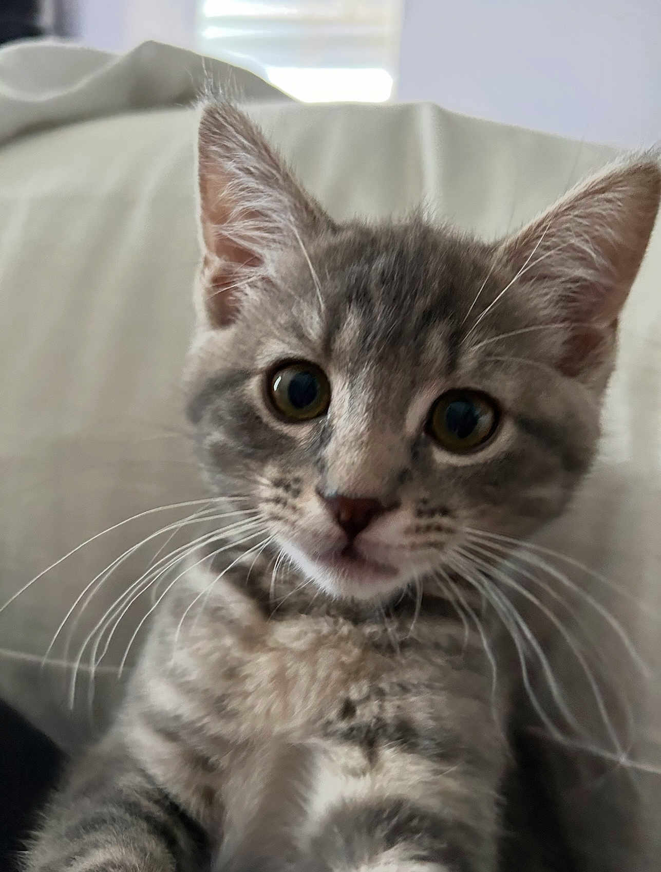 Mimi
