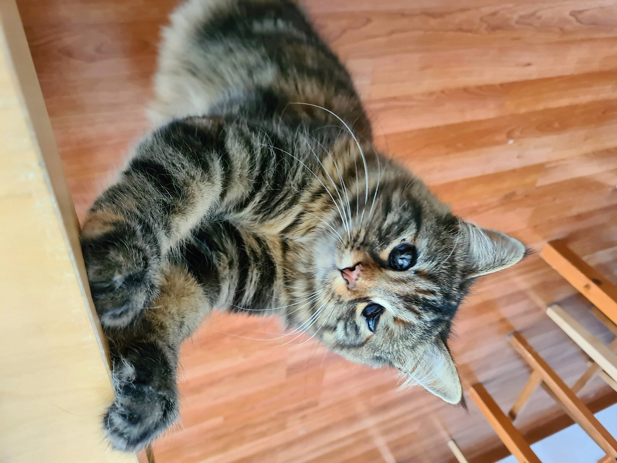 Bella participe au concours pour gagner de l'argent avec cette photo : carnivore, cat, claw, domestic_short_haired_cat, felidae, flooring, fur, hardwood, paw, small_to_medium_sized_cats, snout, tail, terrestrial_animal, whiskers, wood