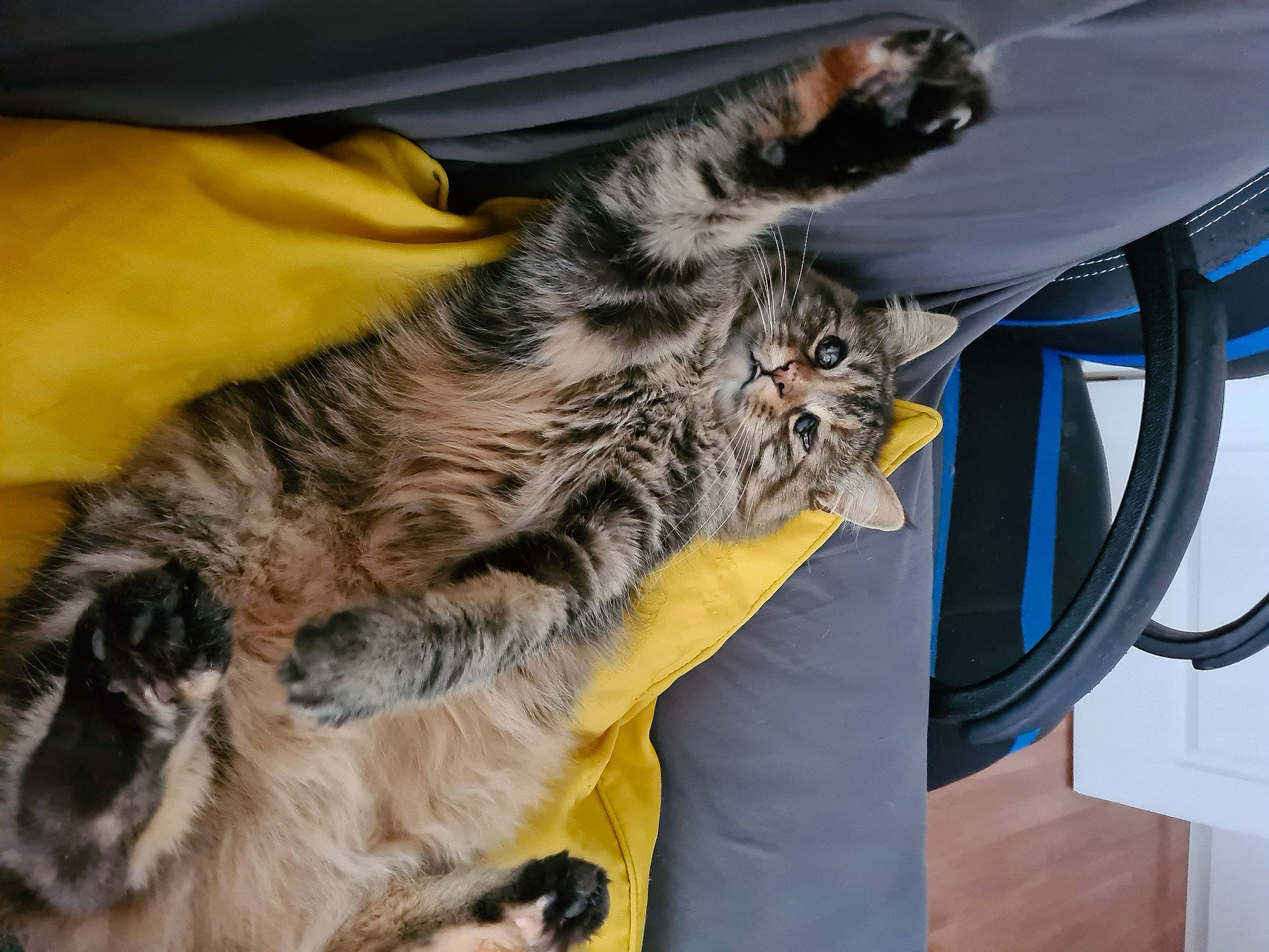 Bella a rejoint le concours — aidez-le/la à gagner de superbes lots ! automotive_tire, carnivore, cat, claw, comfort, domestic_short_haired_cat, felidae, fur, hood, paw, rim, small_to_medium_sized_cats, snout, tail, terrestrial_animal, vehicle_door, whiskers