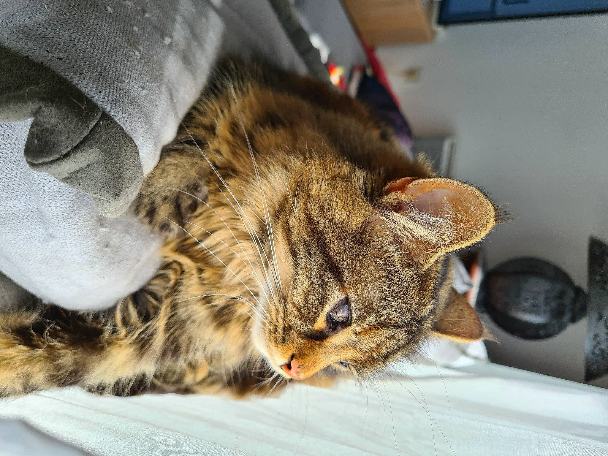 Bella participe au concours pour gagner de l'argent avec cette photo : carnivore, cat, claw, comfort, domestic_short_haired_cat, felidae, fur, nap, paw, sleep, small_to_medium_sized_cats, snout, tail, terrestrial_animal, whiskers