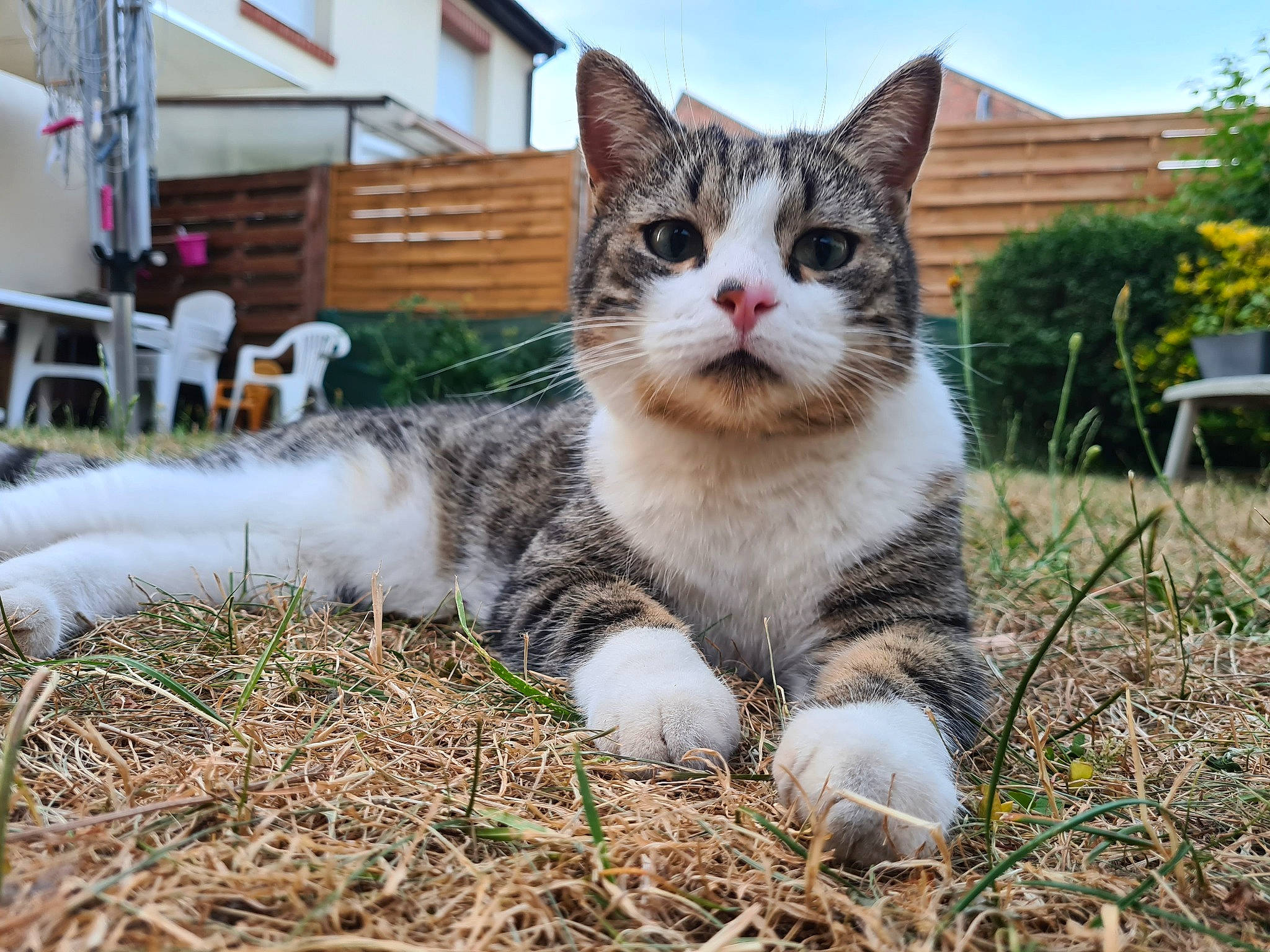 Ronpoing a rejoint le concours — aidez-le/la à gagner de superbes lots ! building, carnivore, cat, chair, cloud, domestic_short_haired_cat, fawn, felidae, fur, grass, paw, plant, sky, small_to_medium_sized_cats, snout, soil, tail, tree, whiskers, wildlife