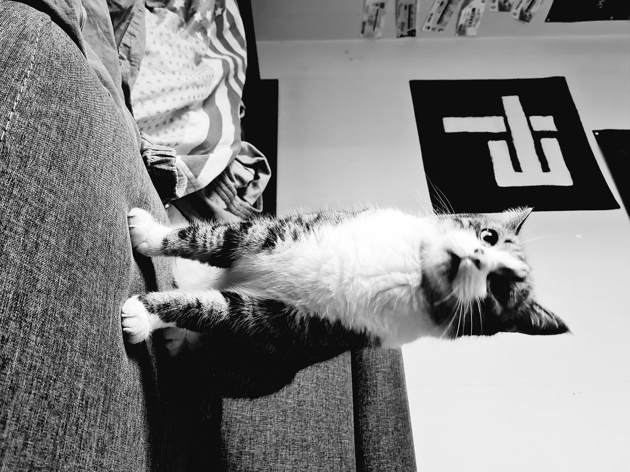 Ronpoing a rejoint le concours — aidez-le/la à gagner de superbes lots ! black, black_and_white, carnivore, cat, companion_dog, domestic_short_haired_cat, felidae, font, fur, grey, monochrome, monochrome_photography, paw, small_to_medium_sized_cats, snapshot, stock_photography, style, tail, whiskers, white