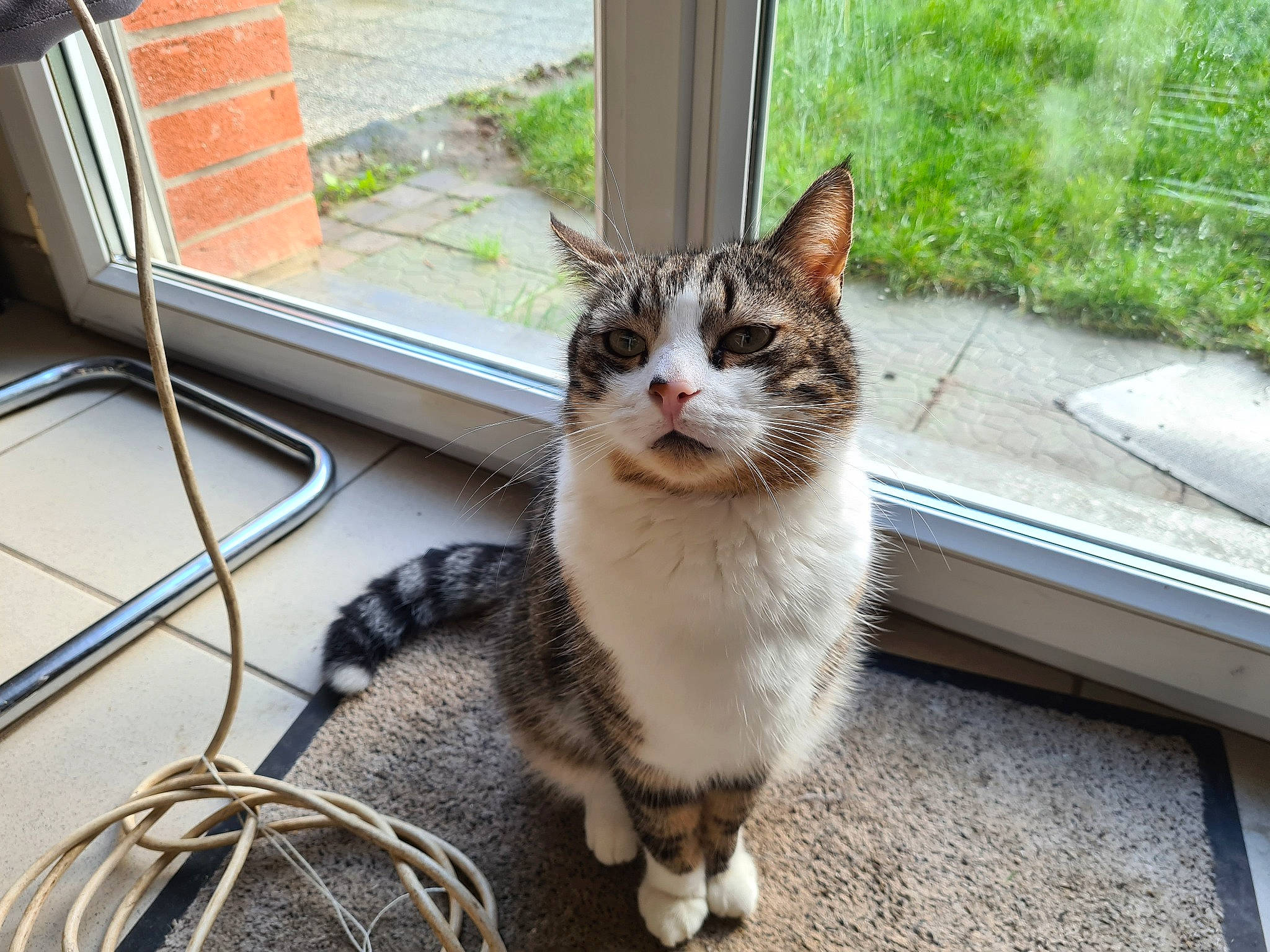 Ronpoing a rejoint le concours — aidez-le/la à gagner de superbes lots ! carnivore, cat, claw, domestic_short_haired_cat, door, felidae, foot, fur, grass, paw, plant, road_surface, sitting, small_to_medium_sized_cats, snout, tail, whiskers, window, wire