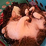 Kitty is registered to the contest to win money with this photo: animal, basket, cat, clothes, cozy, cute, domestic_animal, fluffy, fur, household, indoor, laundry_basket, paw, pet, relaxed, resting, sleeping, soft, tabby_fur, white_fur