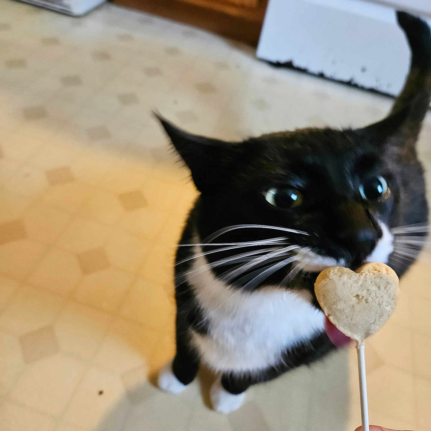 Oreo is registered to the contest to win money with this photo: animal, black_and_white, cat, close_up, curious, cute, domestic_cat, feline, floor_tile, hand, heart_shaped_treat, household, indoor, kitchen_cabinet, kitchen_floor, licking, pet, tongue, treat, whiskers
