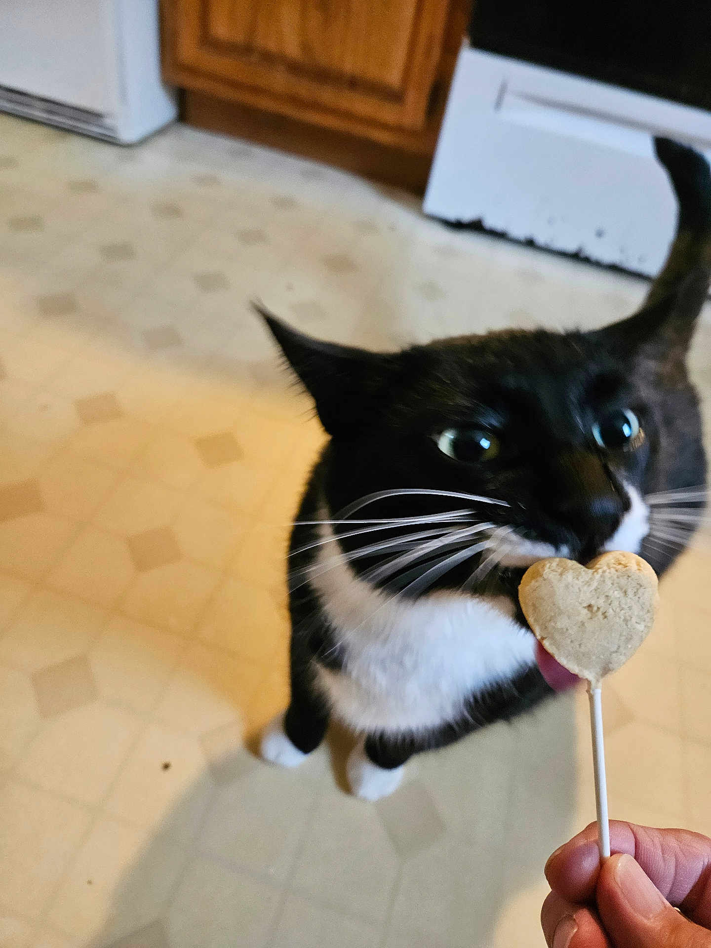 Oreo is registered to the contest to win money with this photo: animal, black_and_white, cat, close_up, curious, cute, domestic_cat, feline, floor_tile, hand, heart_shaped_treat, household, indoor, kitchen_cabinet, kitchen_floor, licking, pet, tongue, treat, whiskers