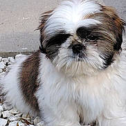 Buddy participe au concours pour gagner de l'argent avec cette photo : dog, puppy, shih_tzu, small_dog, fluffy, white_fur, brown_fur, black_facial_markings, close_up, portrait, outdoor, gravel, concrete, serious_expression, looking_at_camera, long_hair, facial_fur, pet, animal, photography