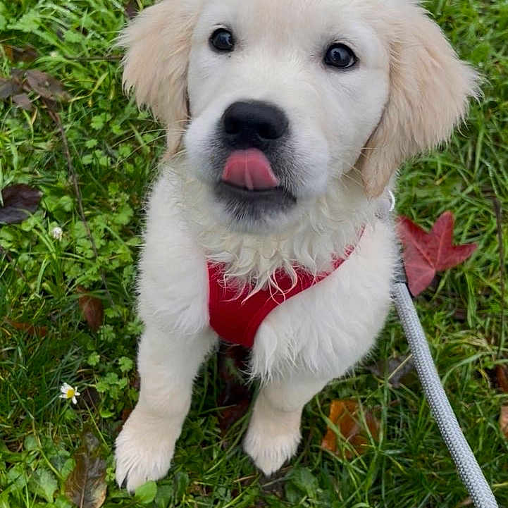 Mylo
