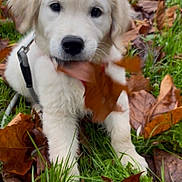 Mylo a rejoint le concours — aidez-le/la à gagner de superbes lots ! puppy, dog, golden_retriever, leaf, autumn, grass, outdoor, pet, cute, animal, playful, fall, nature, young, fur, mammal, chewing, leaves, canine, adorable