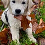 Mylo a rejoint le concours — aidez-le/la à gagner de superbes lots ! adorable, animal, autumn, canine, chewing, cute, dog, fall, fur, golden_retriever, grass, leaf, leaves, mammal, nature, outdoor, pet, playful, puppy, young