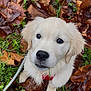 Mylo participe au concours pour gagner de l'argent avec cette photo : puppy, golden_retriever, dog, leaf, autumn, outdoor, grass, cute, pet, animal, nature, fall, young_dog, canine, fur, looking_up, closeup, adorable, playful, leaves