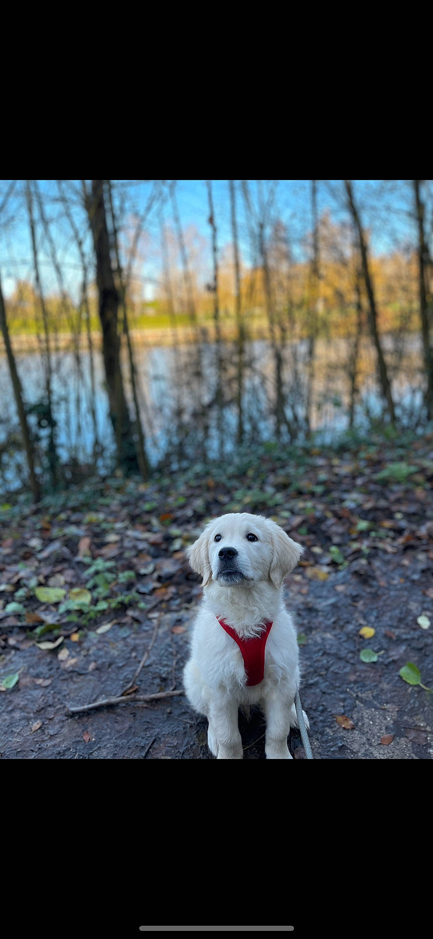 Mylo a rejoint le concours — aidez-le/la à gagner de superbes lots ! animal, autumn, canine, daylight, dog, forest, fur, golden_retriever, lake, leaves, nature, outdoor, path, pet, puppy, red_harness, scenic, sitting, trees, young_dog