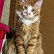Simba joined the competition — help win amazing prizes! cat, ginger_cat, white_paws, fluffy_fur, indoor, wooden_background, pet, feline, curious_look, sitting, close_up, whiskers, ears, animal, cute, domestic_cat, portrait, soft_fur, tabby, alert