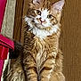 cat, ginger_cat, white_paws, fluffy_fur, indoor, wooden_background, pet, feline, curious_look, sitting, close_up, whiskers, ears, animal, cute, domestic_cat, portrait, soft_fur, tabby, alert