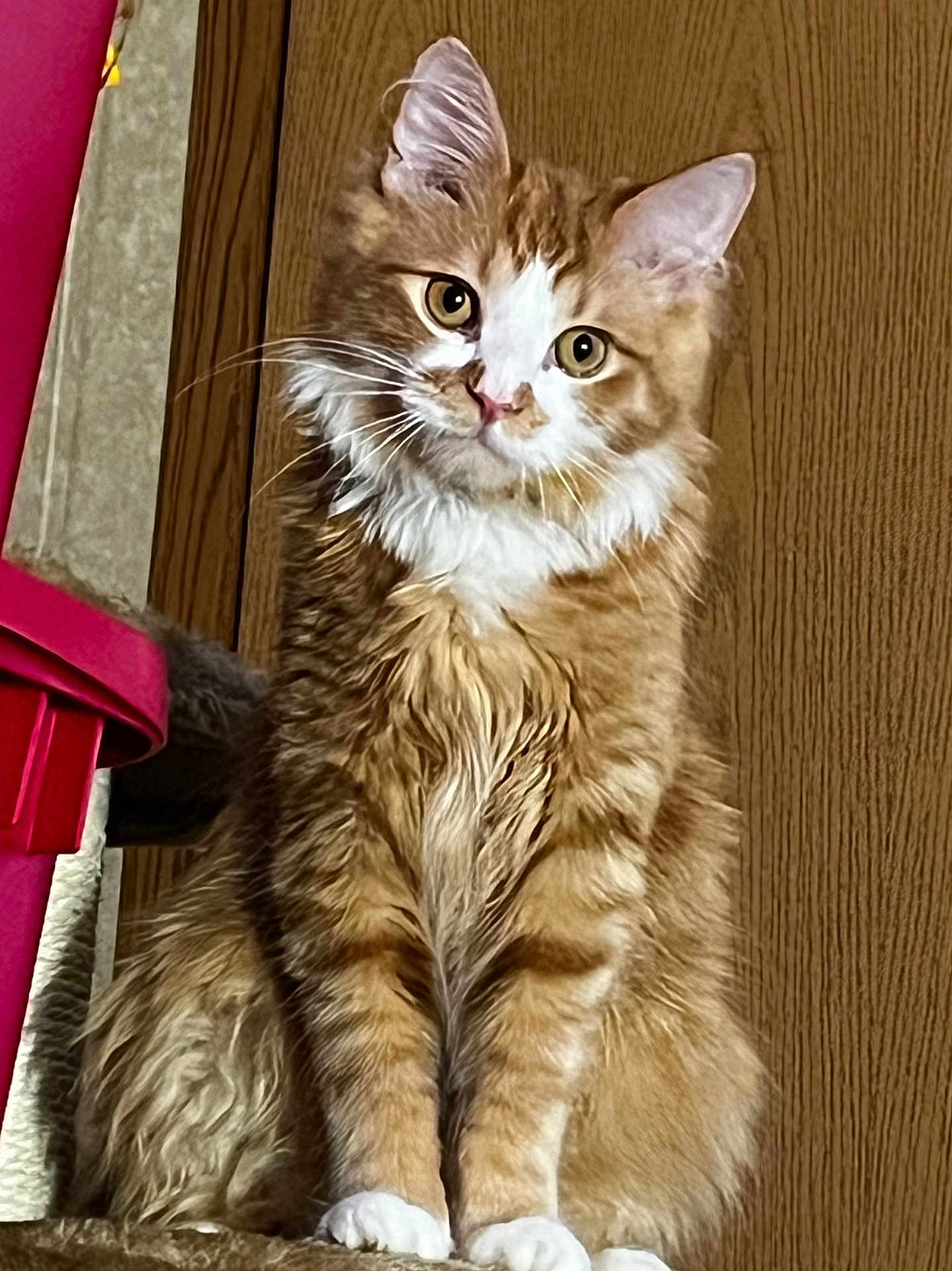 Simba