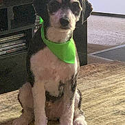 To Far is registered to the contest to win money with this photo: bandana, canine, carpet, dog, domestic, entertainment_center, eyes, face, fur, furniture, green_bandana, indoor, nose, paws, pet, portrait, relaxed, rug, shelf, sitting