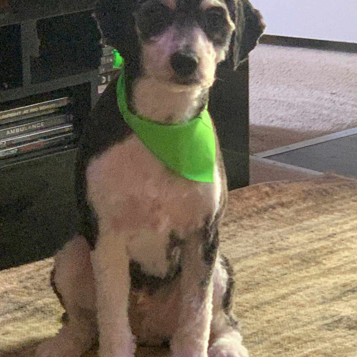 To Far is registered to the contest to win money with this photo: bandana, canine, carpet, dog, domestic, entertainment_center, eyes, face, fur, furniture, green_bandana, indoor, nose, paws, pet, portrait, relaxed, rug, shelf, sitting