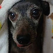 Wennie joined the competition — help win amazing prizes! animal, blanket, brown, close_up, cozy, cute, dog, ears, expression, eyes, face, fur, indoor, nostril, pet, portrait, snout, soft_texture, warm, wrapped