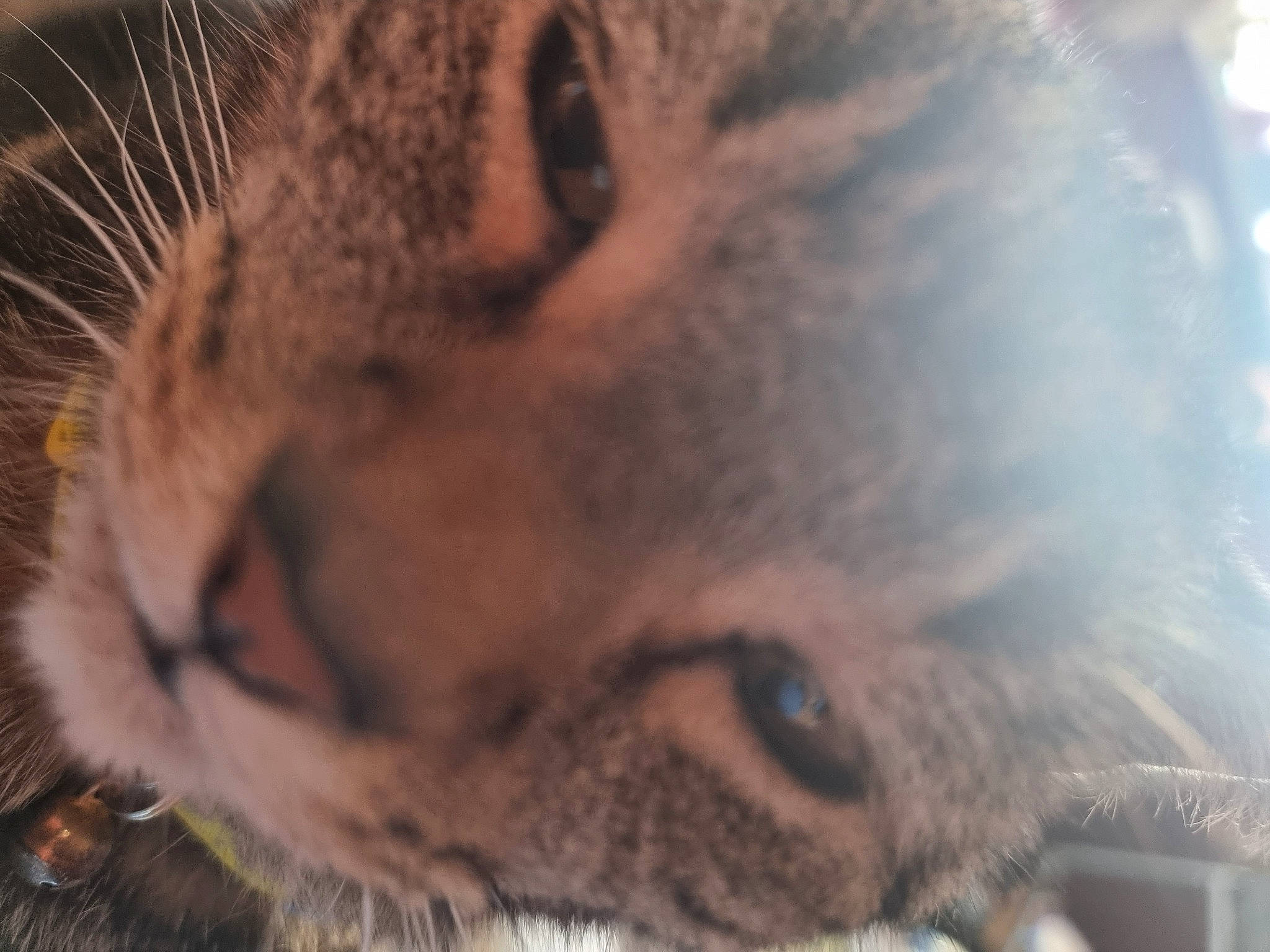 Handsome joined the competition — help win amazing prizes! carnivore, cat, close_up, domestic_short_haired_cat, ear, fawn, felidae, fur, grass, small_to_medium_sized_cats, snout, terrestrial_animal, whiskers, wildlife