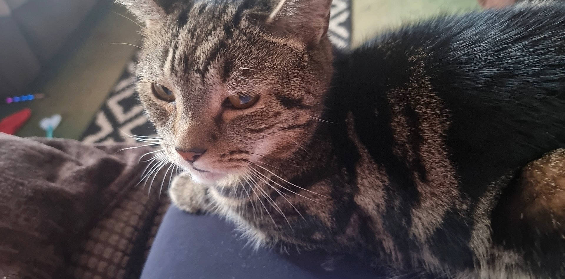 Handsome is registered to the contest to win money with this photo: carnivore, cat, close_up, domestic_short_haired_cat, felidae, fur, grass, small_to_medium_sized_cats, snout, terrestrial_animal, tree, whiskers, wildlife