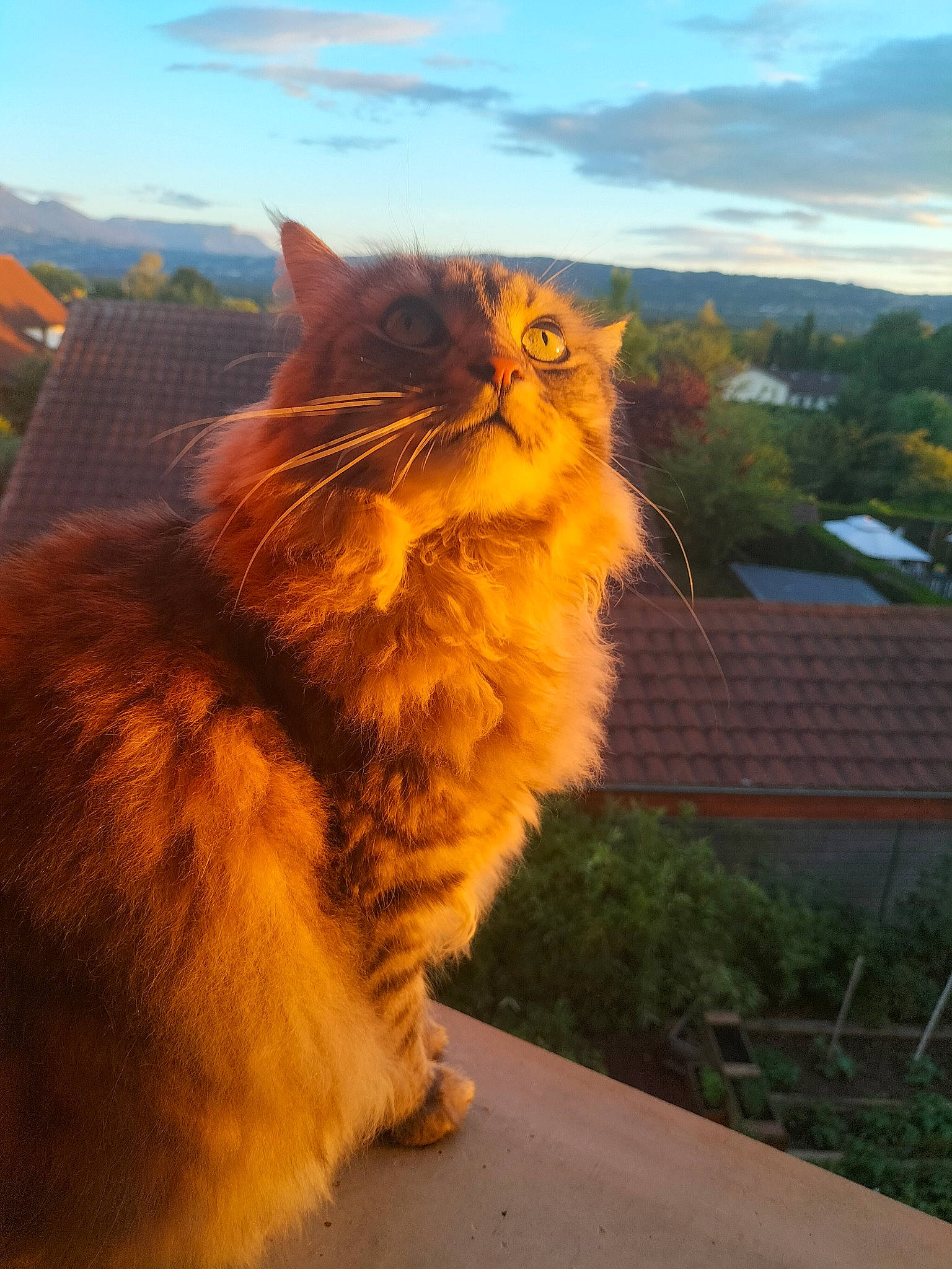 Nilka a rejoint le concours — aidez-le/la à gagner de superbes lots ! carnivore, cat, cloud, domestic_short_haired_cat, electric_blue, fawn, felidae, fur, grass, paw, plant, sky, small_to_medium_sized_cats, snout, sunlight, tail, tree, whiskers, window, wood