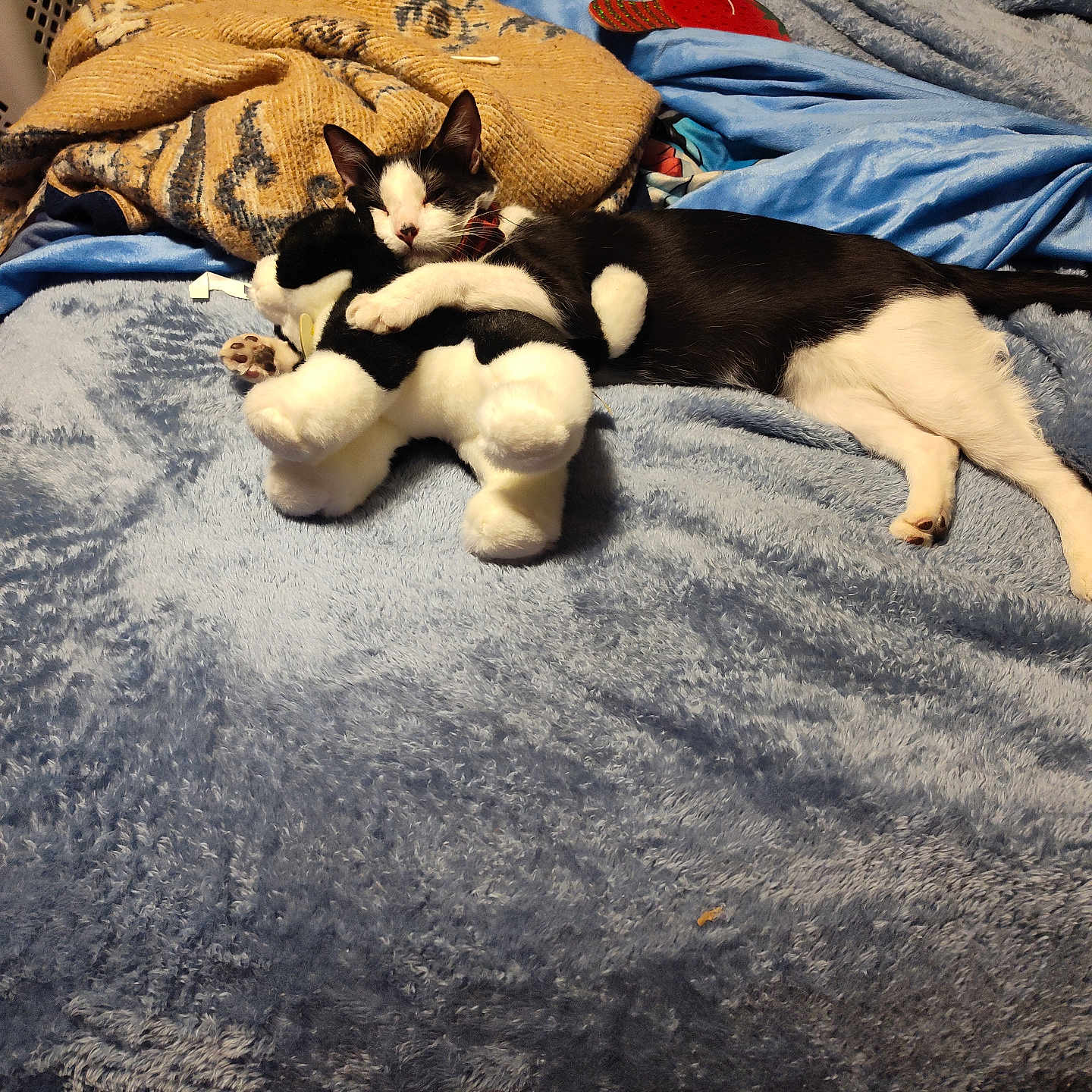 Vesty joined the competition — help win amazing prizes! animal, bed, black_and_white, blanket, cat, comfort, cozy, cuddling, cute, fur, home, indoor, paws, pet, relaxed, resting, sleeping, soft_texture, stuffed_animal, toy