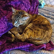 Ruby joined the competition — help win amazing prizes! cat, tabby, sleeping, blanket, purple_blanket, furry, pet, cozy, indoor, resting, fur, animal, cute, comfort, warm, relaxation, soft_texture, home, nap, content