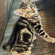 Tiger is registered to the contest to win money with this photo: animal, blue_eyes, cat, curious, cute, feline, fur, indoor, kitten, looking_back, pet, portrait, sitting, small, striped, tabby, texture, whiskers, wood, young