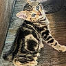 animal, blue_eyes, cat, curious, cute, feline, fur, indoor, kitten, looking_back, pet, portrait, sitting, small, striped, tabby, texture, whiskers, wood, young