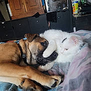 Groot a rejoint le concours — aidez-le/la à gagner de superbes lots ! dog, cat, bed, paw, snuggling, brown_dog, white_cat, furry, indoor, cozy, resting, playful, pet, animal, cute, sleeping, comfort, furniture, blanket, relaxed