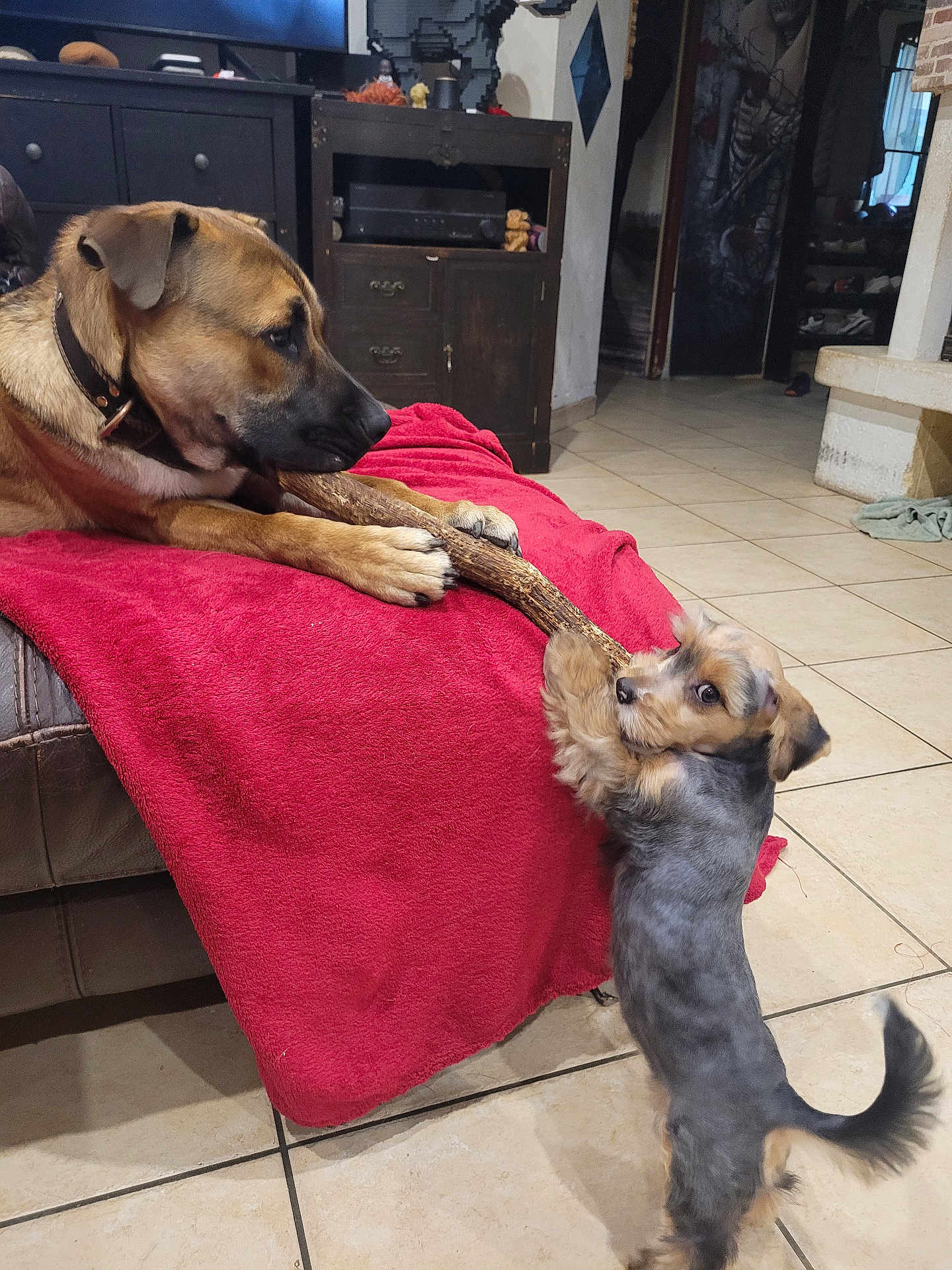 Groot a rejoint le concours — aidez-le/la à gagner de superbes lots ! dog, puppy, playing, stick, red_blanket, couch, indoor, floor_tiles, brown_dog, small_dog, pet, animal, furniture, living_room, playful, cheeky, looking_back, collar, wooden_stick, cute