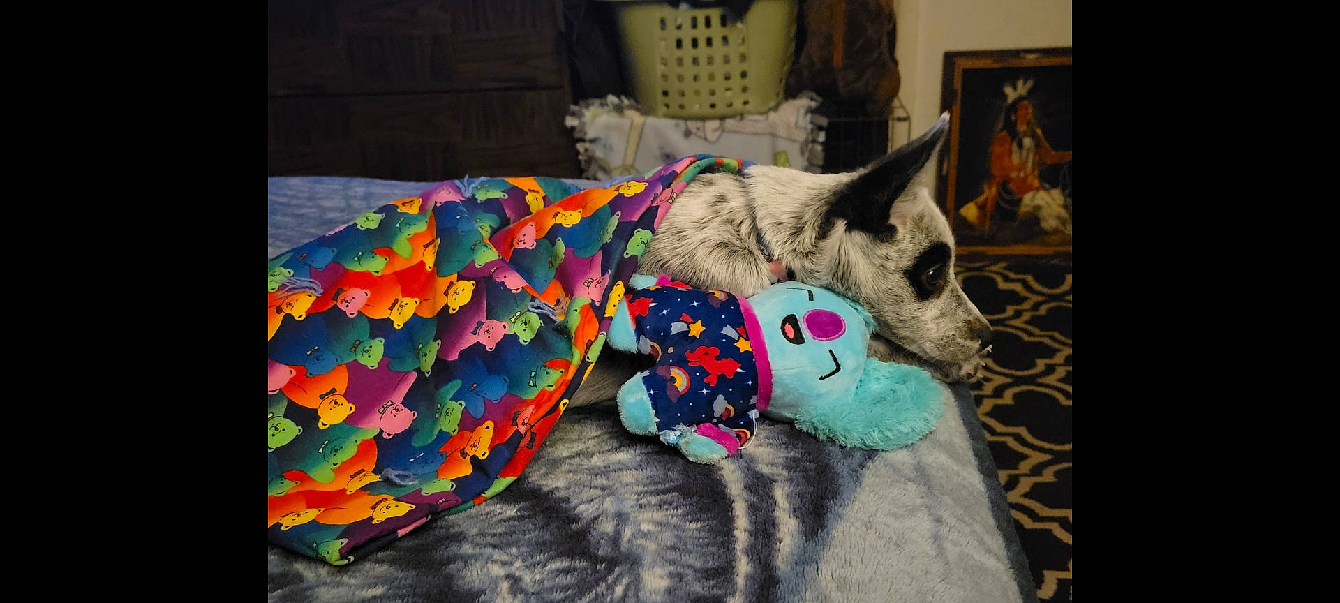 Sykia is registered to the contest to win money with this photo: animal, art, blanket, canine, cat, couch, cushion, dog, furniture, homedecor, indoors, interiordesign, painting, person, pet, pillow, plush, puppy, quilt, toy