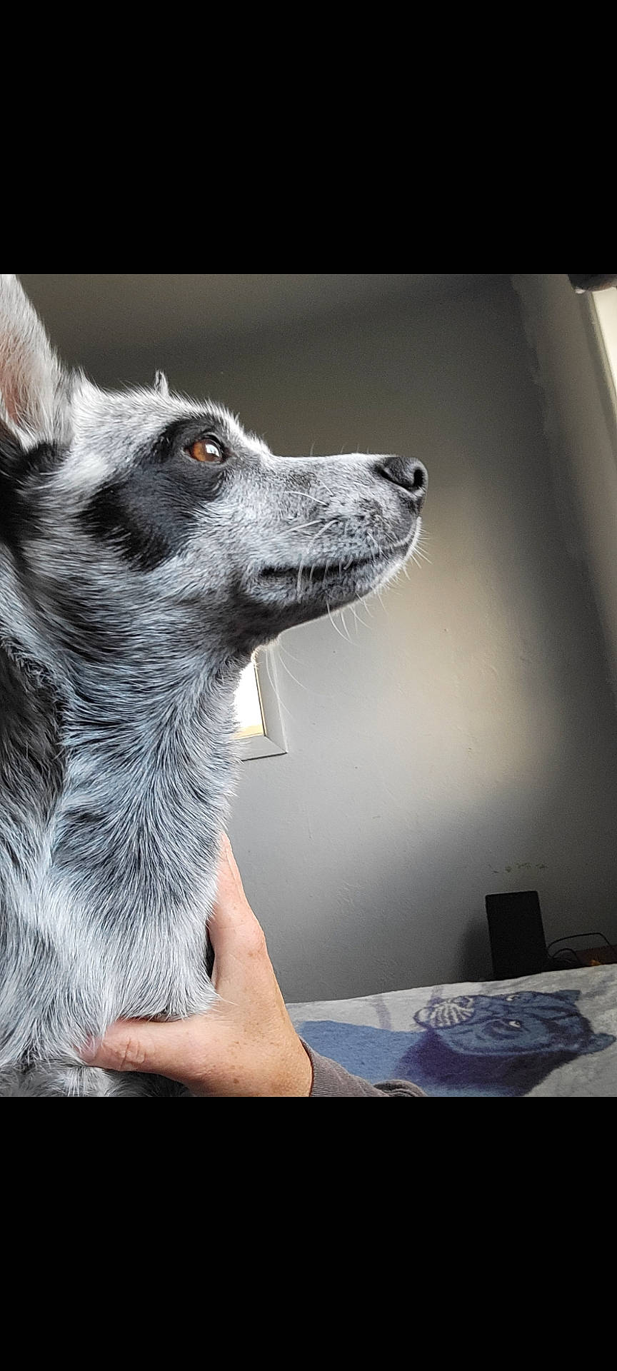 Sykia joined the competition — help win amazing prizes! animal, bed, bedroom, bodypart, canine, dog, face, finger, furniture, hand, head, husky, indoors, interiordesign, person, pet, photography, portrait, puppy, snout