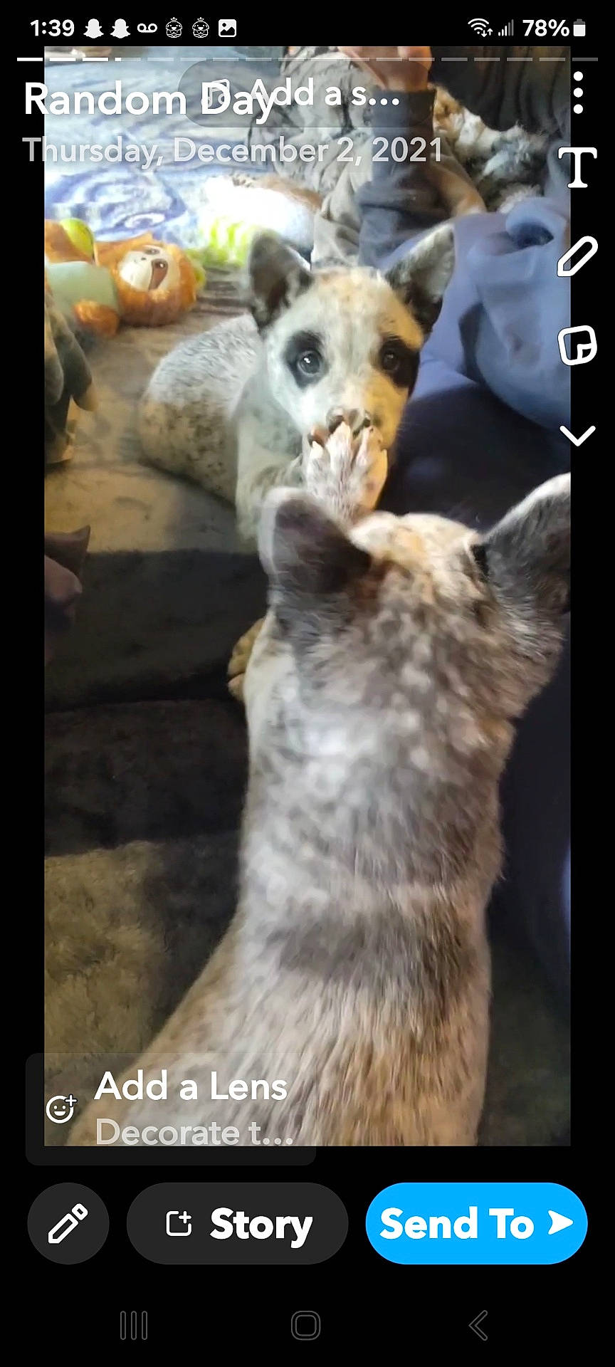 Sykia joined the competition — help win amazing prizes! advertisement, animal, baby, canine, cat, coyote, dog, electronics, fox, husky, indoors, interiordesign, kitfox, lemur, meerkat, person, pet, poster, snout, zoo