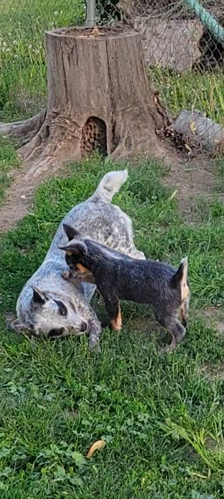 Diego joined the competition — help win amazing prizes! animal, backyard, canine, coyote, dog, fox, grass, greyfox, hound, kitfox, nature, outdoors, pet, plant, puppy, tree, treestump, treetrunk, wood, yard