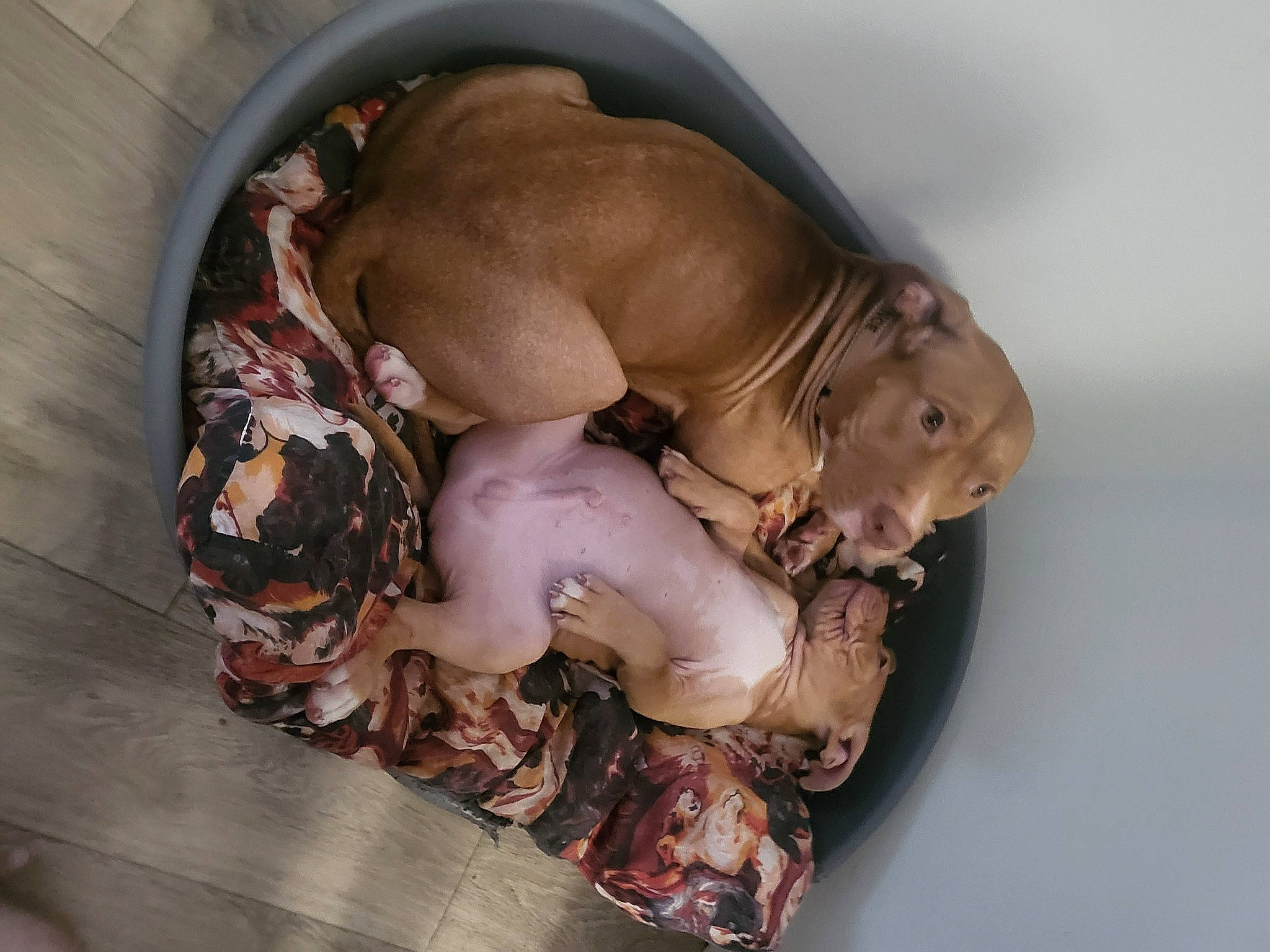 Pako participe au concours pour gagner de l'argent avec cette photo : abdomen, art, barechested, bone, canidae, chest, fawn, flesh, liver, meat, sculpture, snout, sporting_group, terrestrial_animal, toy, trunk, vegetable, wood