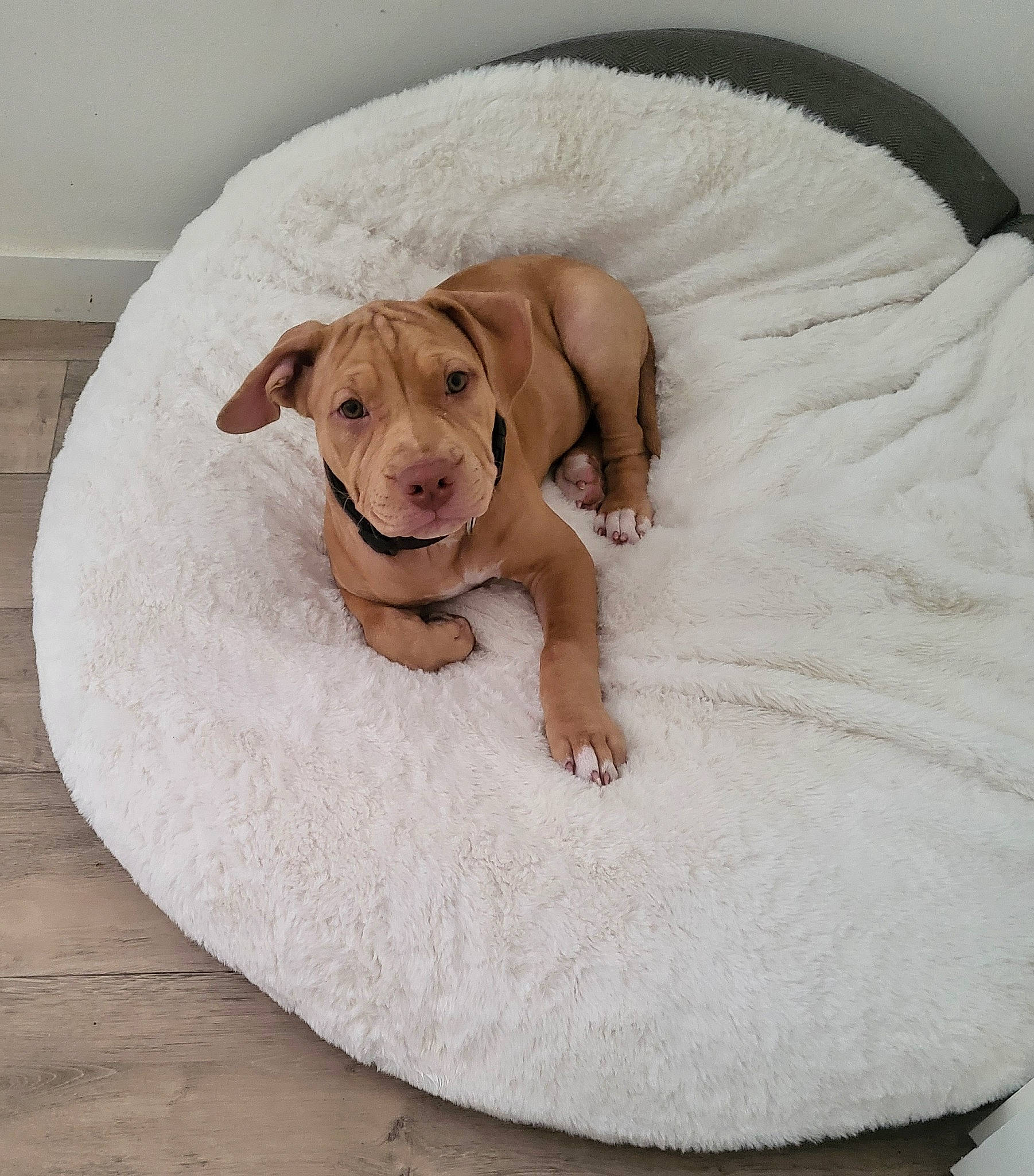 Pako participe au concours pour gagner de l'argent avec cette photo : beige, canidae, carnivore, circle, comfort, companion_dog, dog, dog_bed, dog_breed, dog_supply, ear, fawn, flooring, fur, linens, liver, pet_supply, sporting_group, wood, working_animal