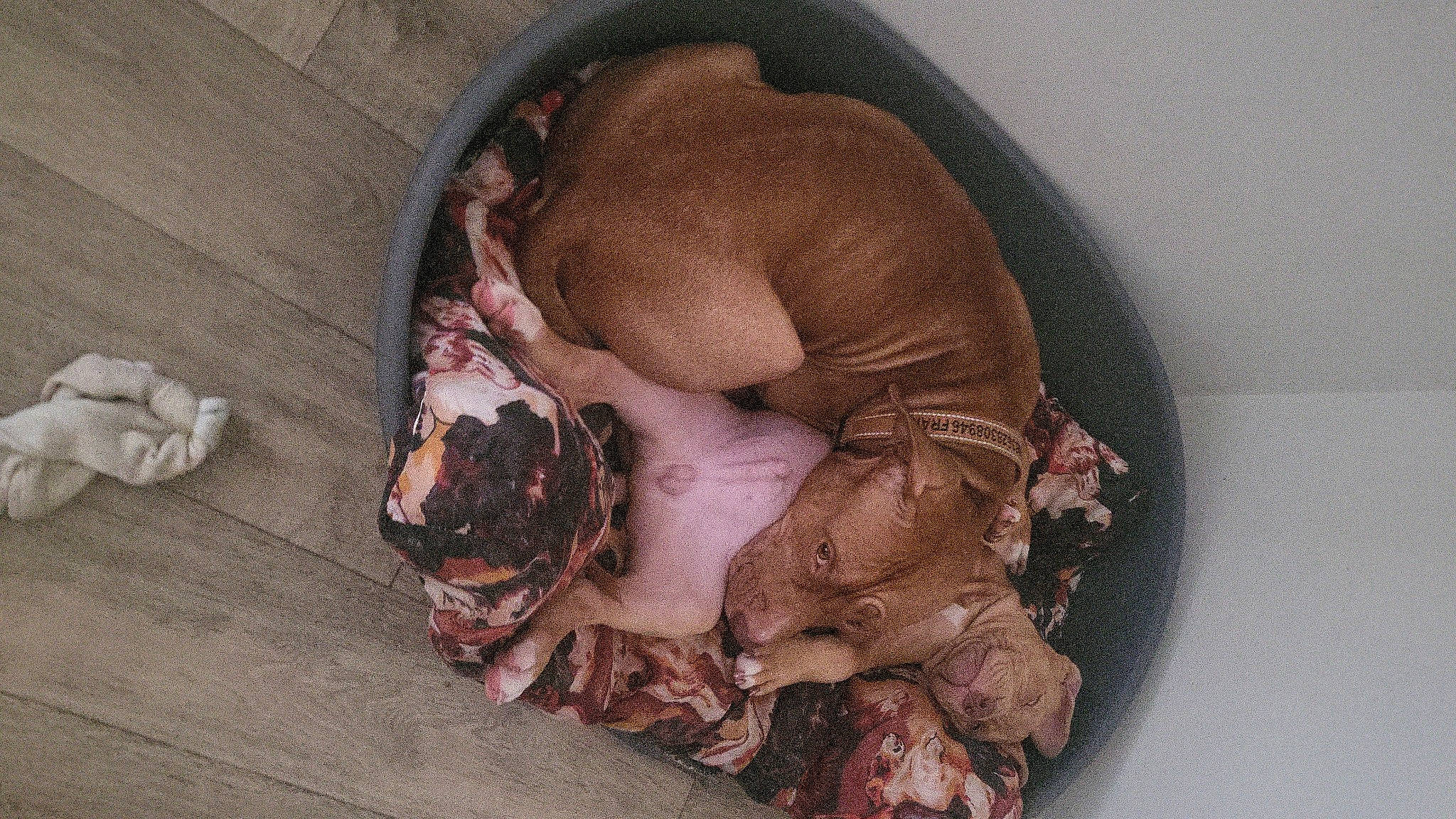 Pako a rejoint le concours — aidez-le/la à gagner de superbes lots ! canidae, carmine, carnivore, chest, comfort, companion_dog, dog, dog_bed, dog_breed, dog_supply, fashion_accessory, fawn, flesh, fur, human_leg, liver, paw, sporting_group, toy_dog, working_animal