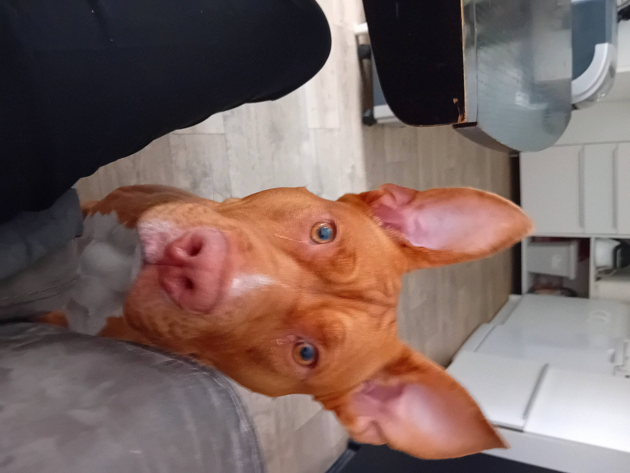 Tita a rejoint le concours — aidez-le/la à gagner de superbes lots ! canidae, dog_breed, ear, eyelash, fawn, flesh, fur, human_leg, jaw, liver, meat, nail, snout, sporting_group, suidae, thumb, whiskers, working_animal, wrinkle, wrist