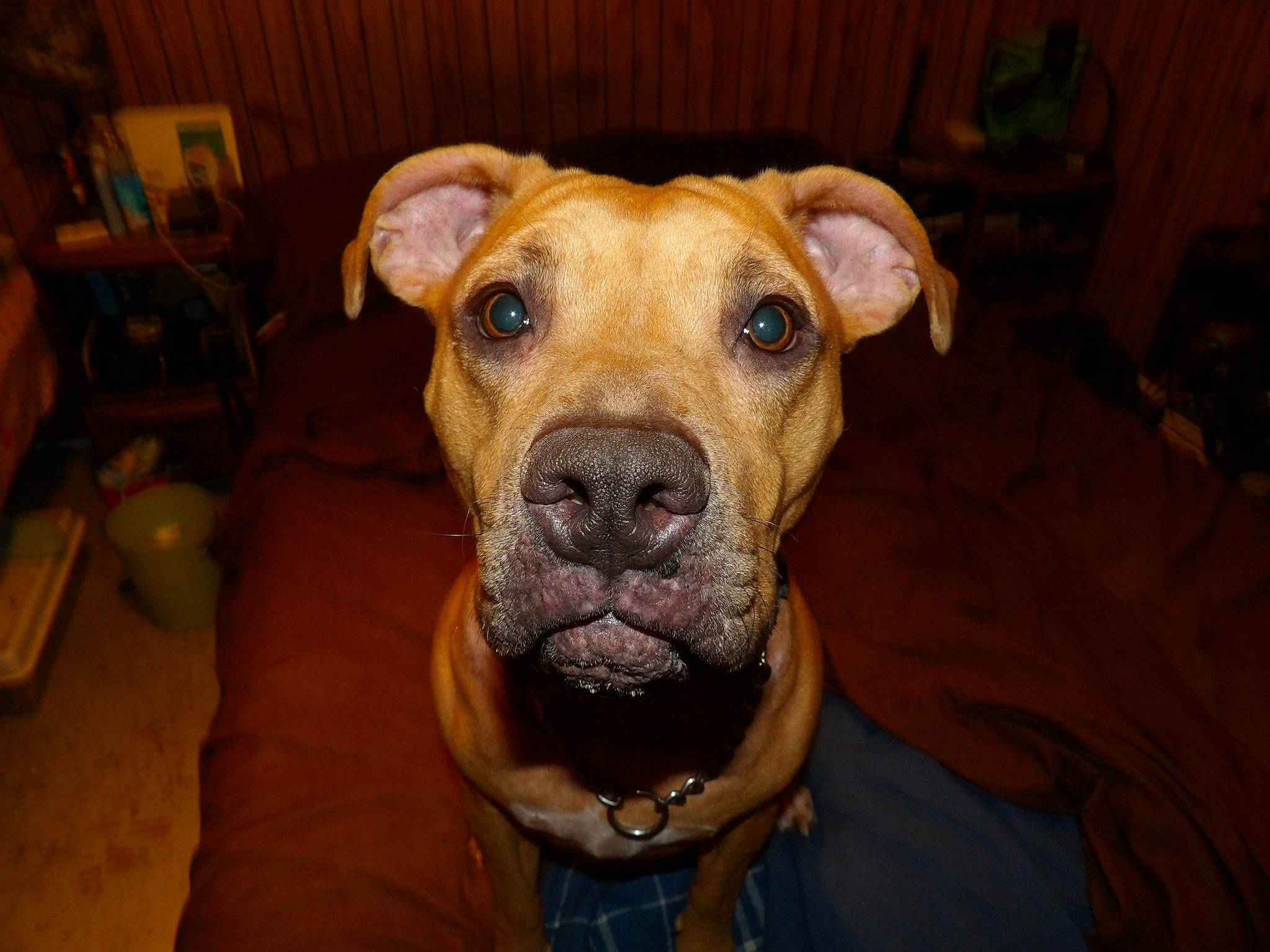 Ariel is registered to the contest to win money with this photo: canidae, carnivore, chair, companion_dog, dog, dog_breed, dog_supply, fawn, flowerpot, houseplant, non_sporting_group, pet_supply, snout, sporting_group, terrestrial_animal, whiskers, working_animal, working_dog, wrinkle