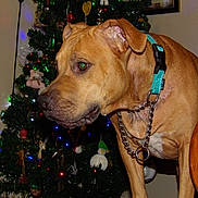 Ariel joined the competition — help win amazing prizes! carnivore, christmas_decoration, christmas_ornament, christmas_tree, collar, companion_dog, dog, dog_breed, dog_collar, event, fawn, holiday, liver, ornament, pet_supply, snout, tree, whiskers, window, working_animal