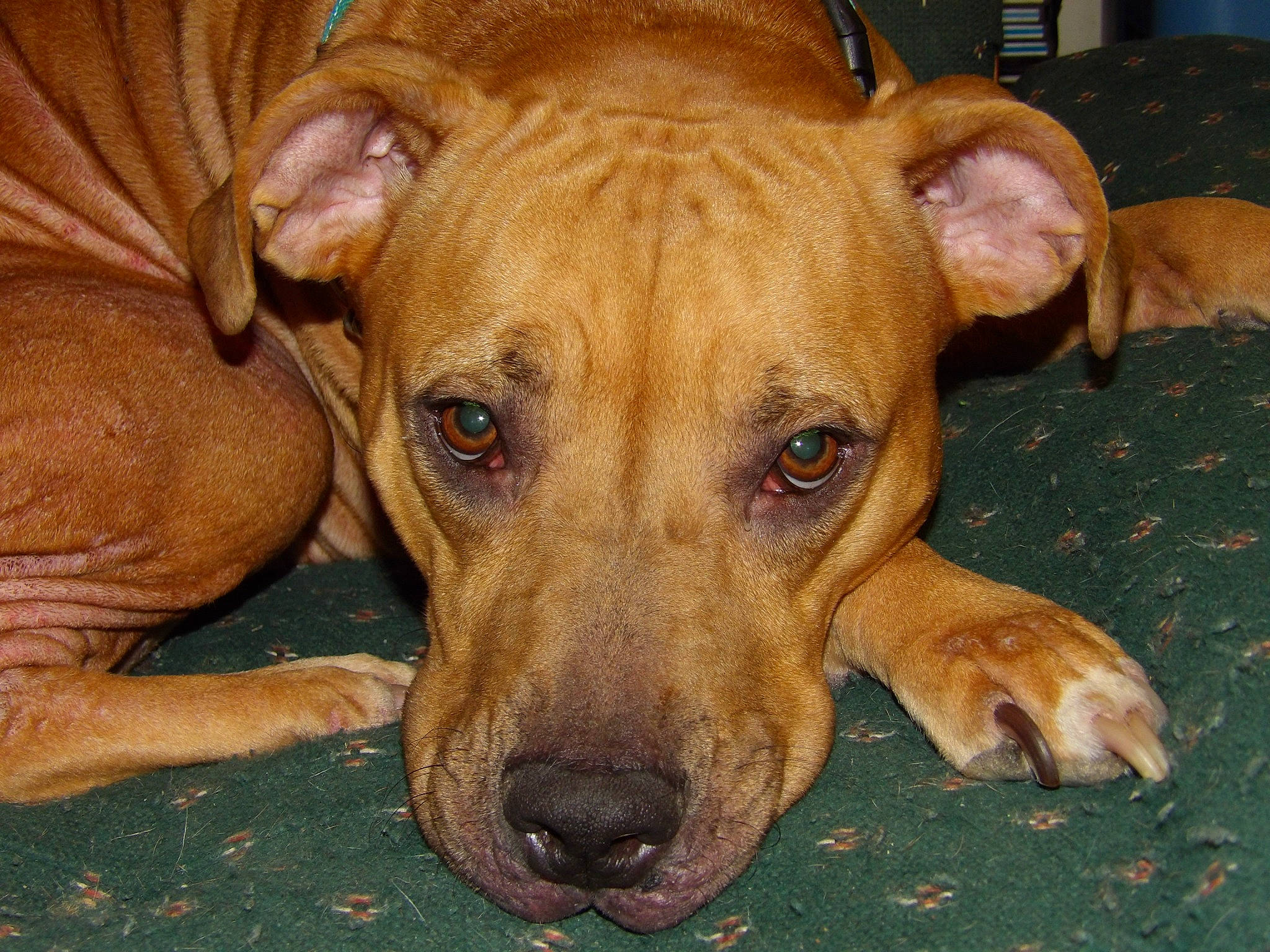 Ariel joined the competition — help win amazing prizes! bored, canidae, carnivore, companion_dog, dog, dog_breed, fawn, non_sporting_group, snout, sporting_group, terrestrial_animal, whiskers, working_dog