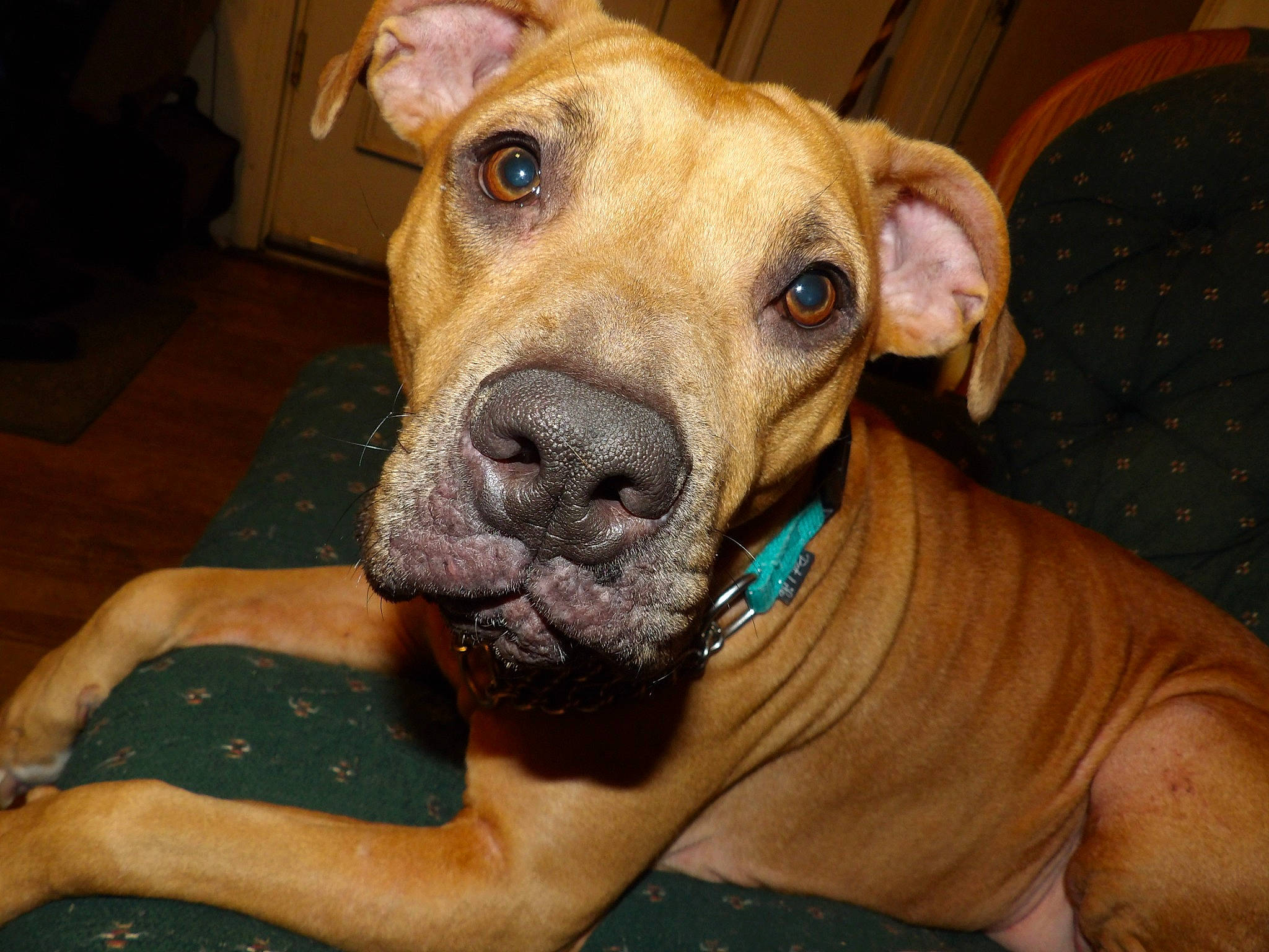 Ariel is registered to the contest to win money with this photo: carnivore, companion_dog, dog, dog_breed, dog_supply, fawn, non_sporting_group, pet_supply, sporting_group, working_animal, working_dog