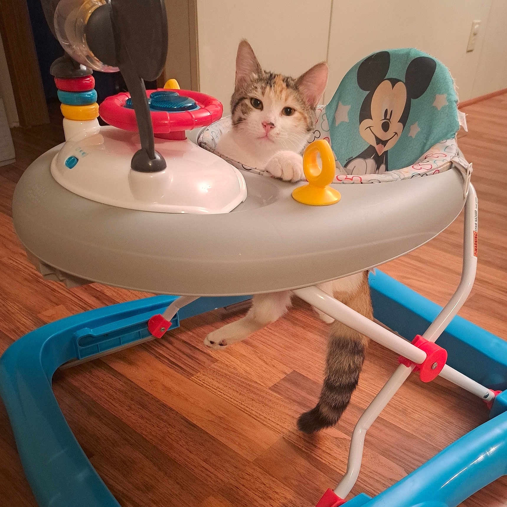 Sugar joined the competition — help win amazing prizes! animal, architecture, building, cat, chair, citrusfruit, diningtable, face, furniture, hardwood, head, indoors, interiordesign, kitten, livingroom, person, pet, room, table, wood