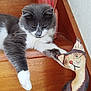 animal, cat, closeup, curious, decor, feline, furniture, gray_cat, house, indoor, painted_cat_figure, paw, pet, playful, relaxed, resting, staircase, white_paws, wood, wooden_stairs