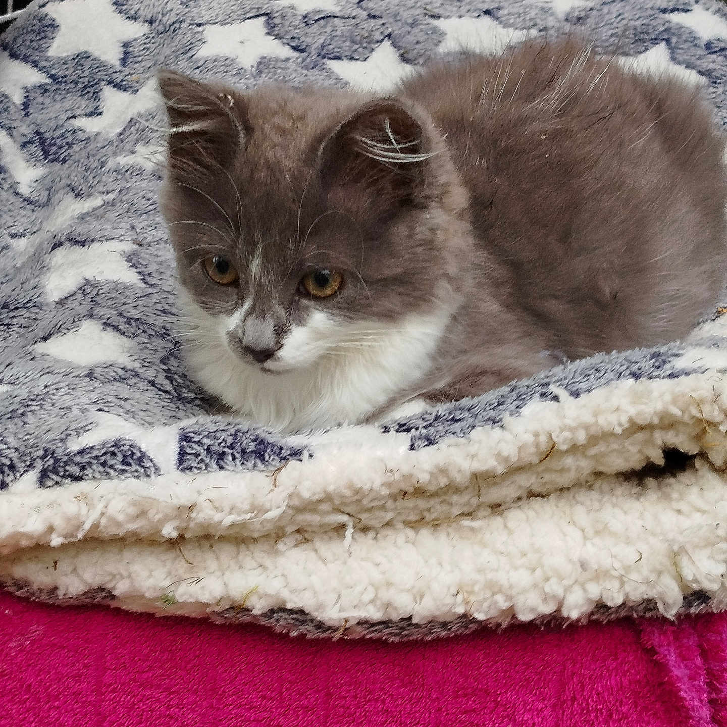 Alpha a rejoint le concours — aidez-le/la à gagner de superbes lots ! animal, blanket, cat, cozy, curious, cute, domestic_cat, feline, furry, gray_cat, indoor, kitten, pet, pink_surface, resting, soft_fur, star_pattern, whiskers, white_cat, young_cat