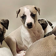 Amy participe au concours pour gagner de l'argent avec cette photo : puppy, dog, young_animal, pet, cute, fur, sitting, indoor, close_up, animal_face, blanket, companion, canine, domestic_animal, portrait, watching, group, young_dog, white_fur, brown_fur