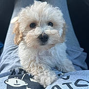 Pooh is registered to the contest to win money with this photo: puppy, dog, pet, curly_fur, cute, fluffy, lap, person, soft_lighting, close_up, indoor, comfort, adorable, young_dog, animal, face, fur, sitting, looking_up, cozy